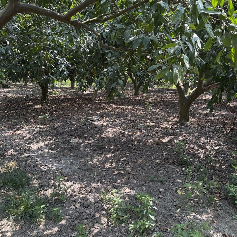 Mandarin tree