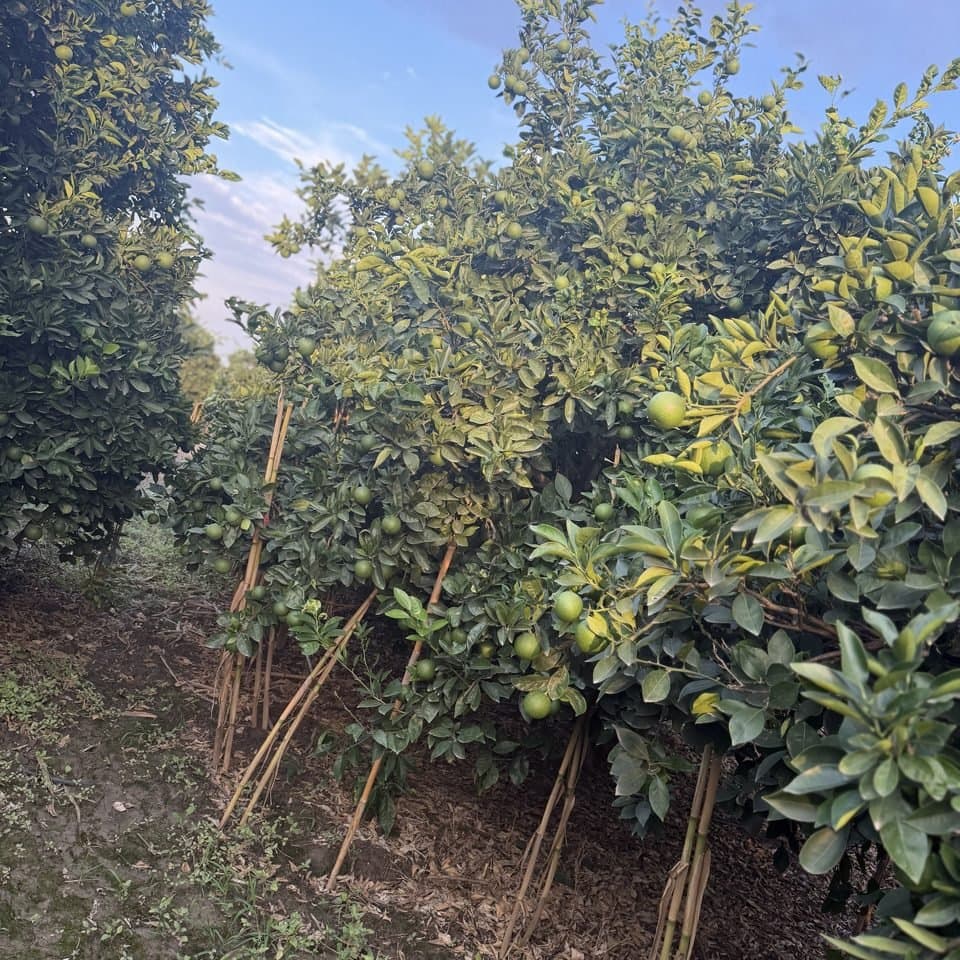 Orange tree