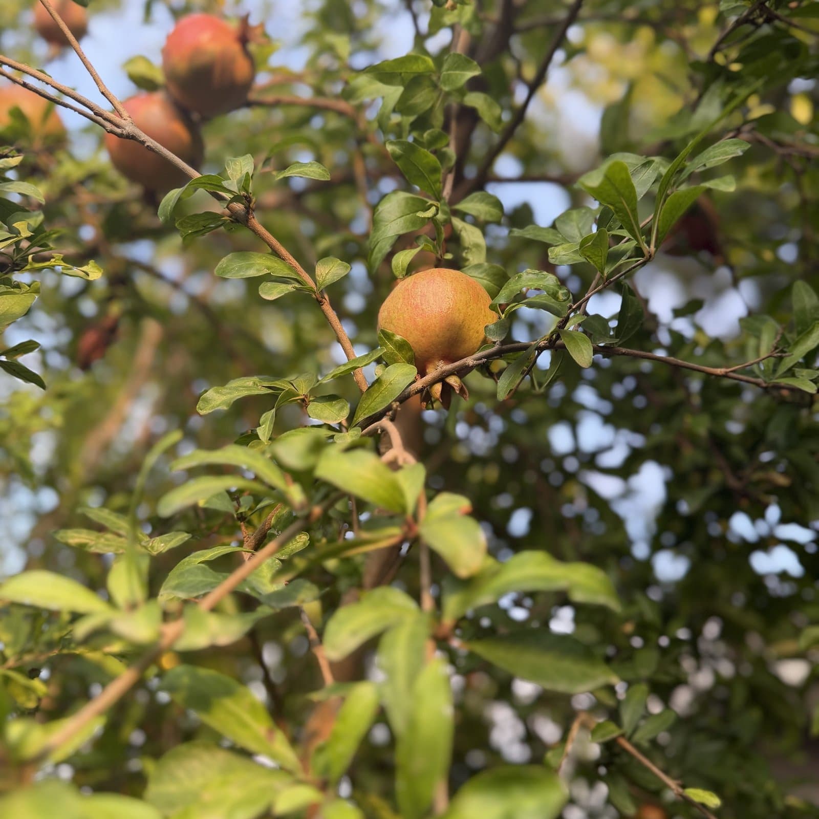 Pomegranate tree